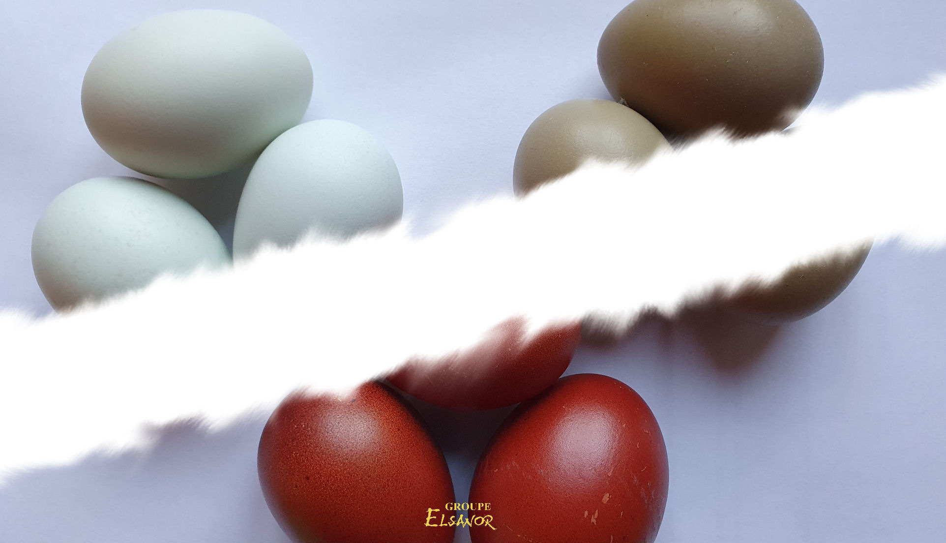 Elsanor — élevage de poules de race