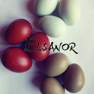 Œufs de poules de races Elsanor