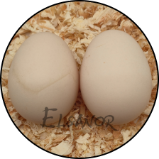 Œuf de poule Sabelpoot — Elsanor