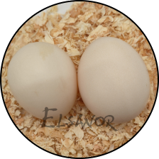 Œuf de poule Lakenvelder — Elsanor