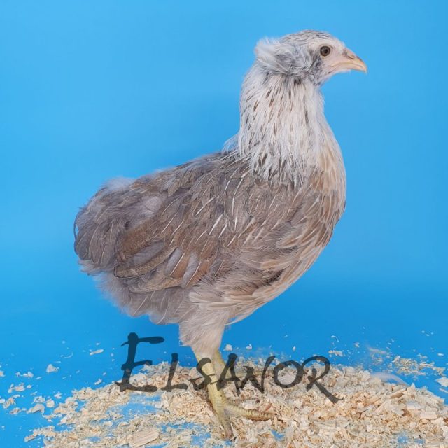 Araucana — saumon bleu argenté — Elsanor