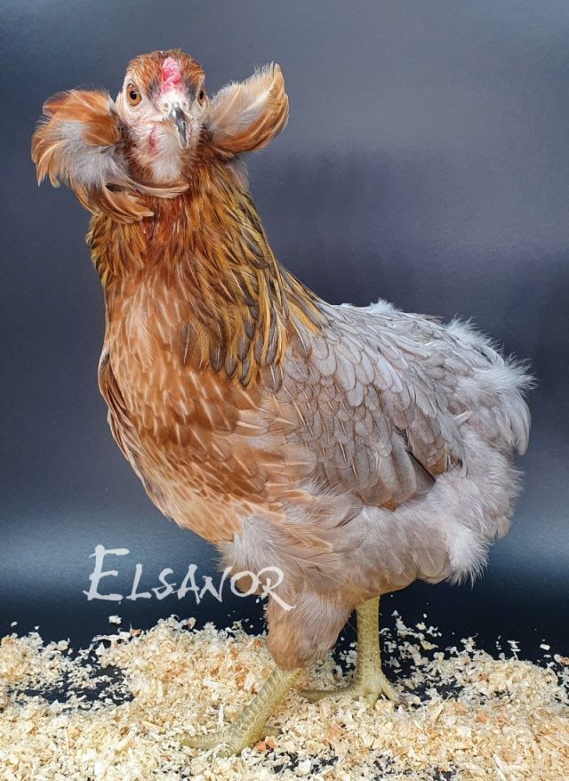 Araucana — saumon bleu doré — Elsanor