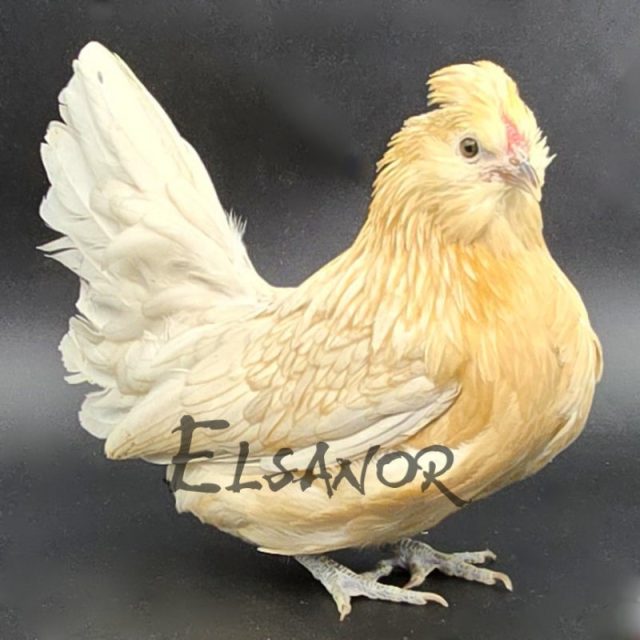 Barbu de Watermael — caille blanc — Elsanor