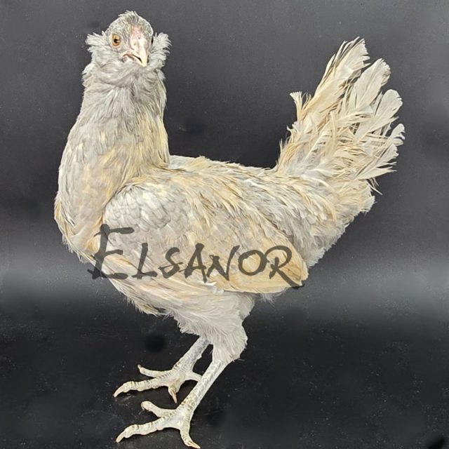 Barbu Hollandais — doré pointé bleu — Elsanor