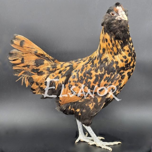 Barbu Hollandais — doré pointé noir — Elsanor