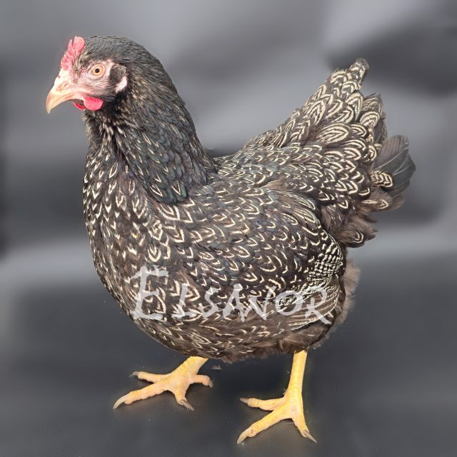 Barnevelder — argenté à double liseré noir — Elsanor