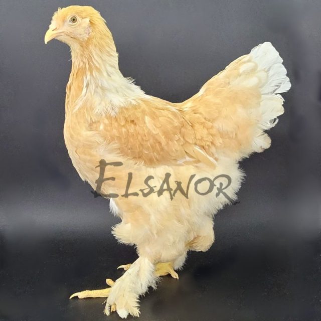 Brahma — fauve herminé blanc — Elsanor