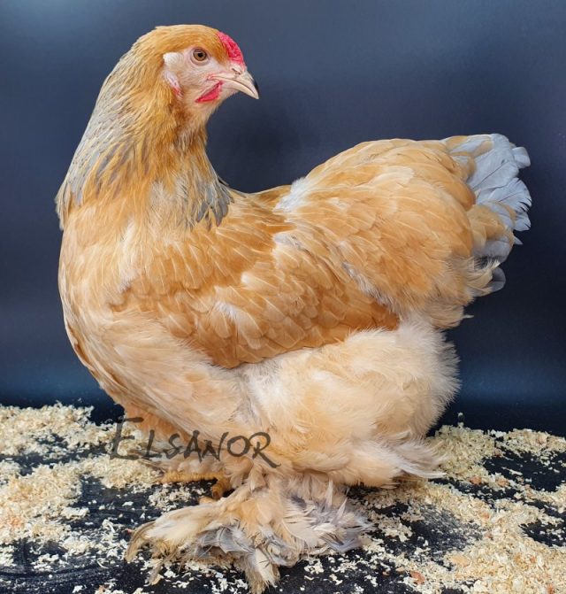 Brahma — fauve herminé bleu — Elsanor