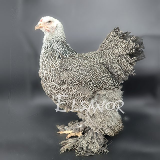 Brahma — perdrix argenté maillé — Elsanor