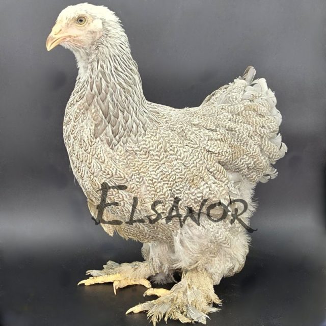 Brahma — perdrix bleu argenté maillé — Elsanor