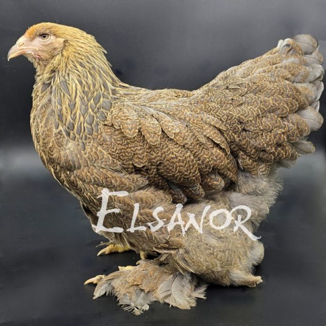Brahma — perdrix bleu doré maillé — Elsanor