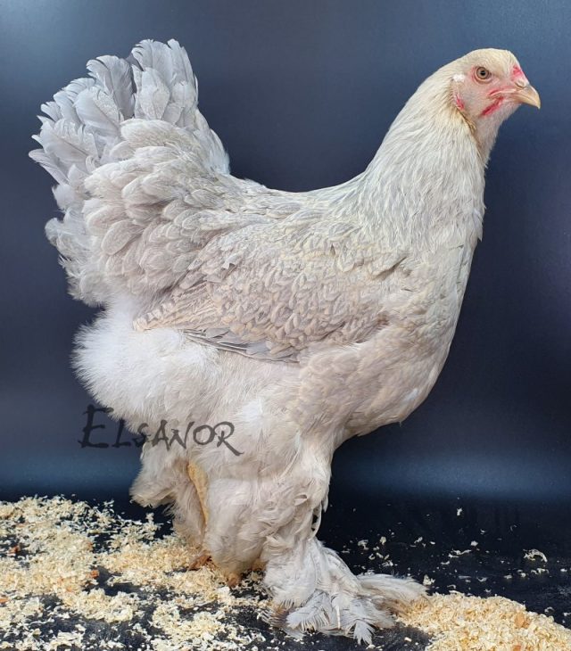 Brahma — perdrix gris perle doré clair maillé — Elsanor