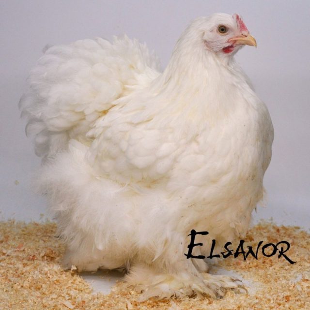 Cochin — blanc — Elsanor