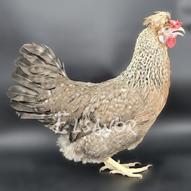 Legbar Huppée — saumon coucou doré clair — Elsanor