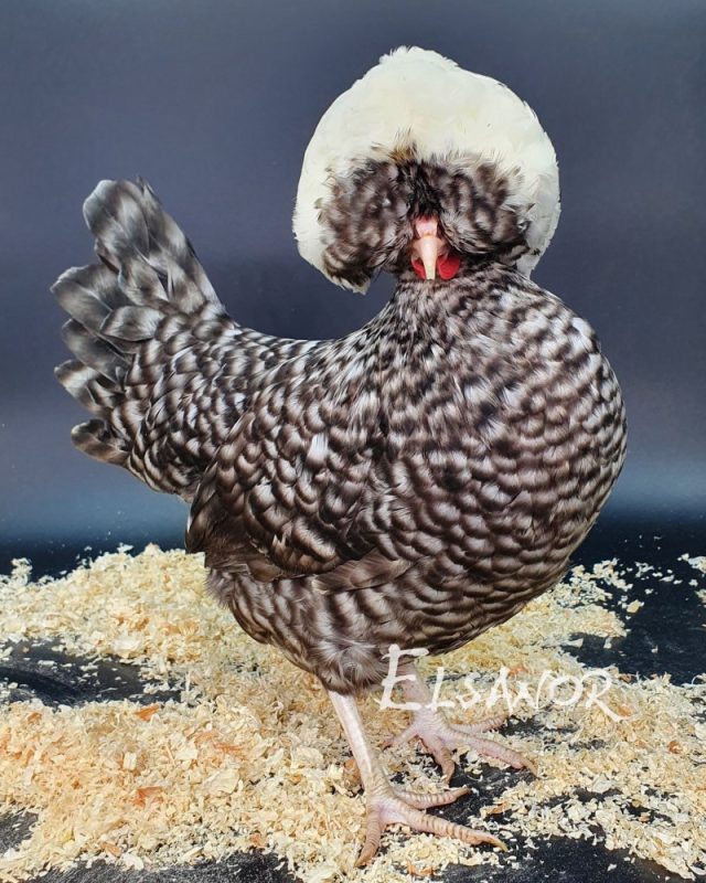 Hollandaise huppée naine — coucou à huppe blanche — Elsanor