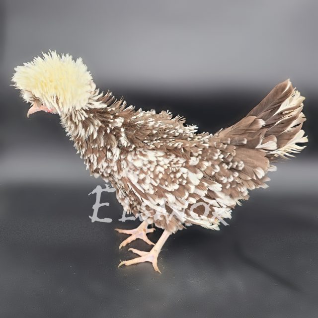 Hollandaise huppée naine — dun caillouté blanc à huppe blanche frisé — Elsanor