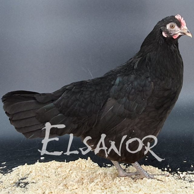 Janzé — noir — Elsanor