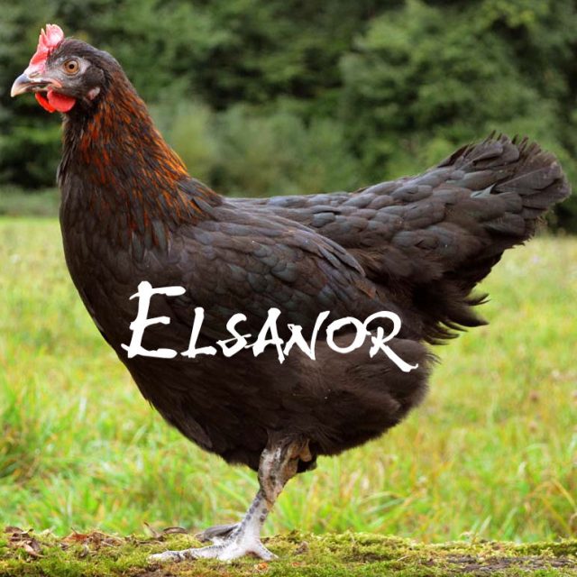 Marans — noir à camail cuivré — Elsanor