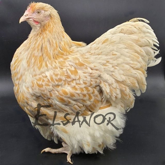Orpington — fauve liseré blanc — Elsanor
