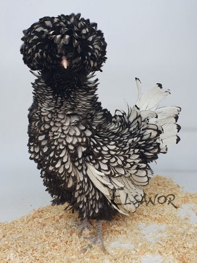 Padoue naine — argenté liseré noir frisé — Elsanor