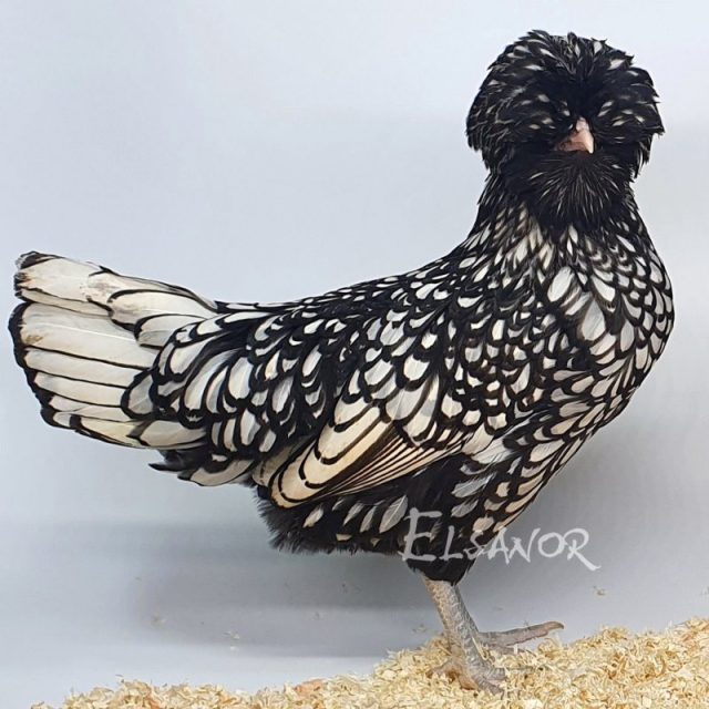 Padoue naine — argenté liseré noir — Elsanor
