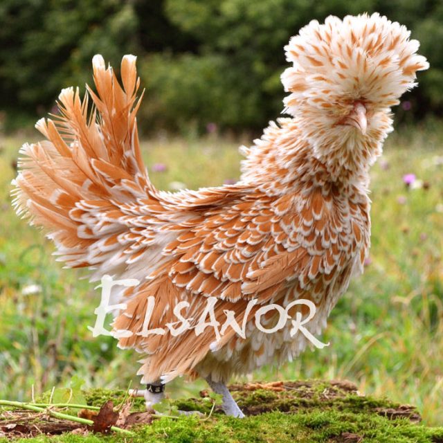 Padoue naine — chamois liseré blanc frisé — Elsanor