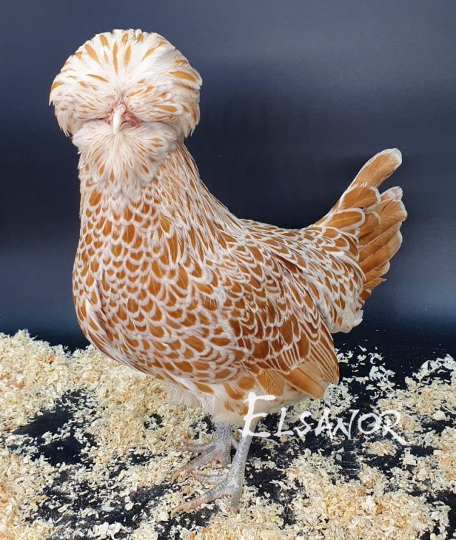 Padoue naine — chamois liseré blanc — Elsanor