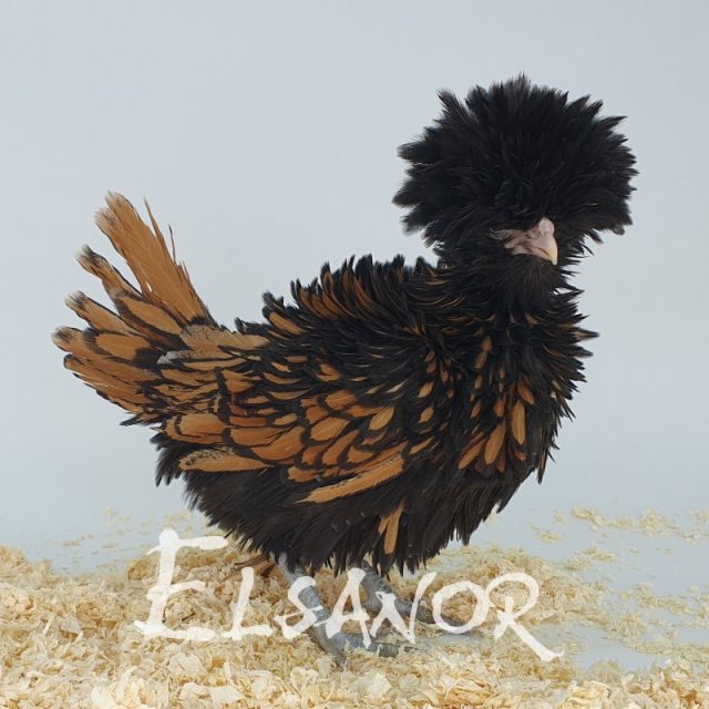 Padoue naine — doré liseré noir frisé — Elsanor