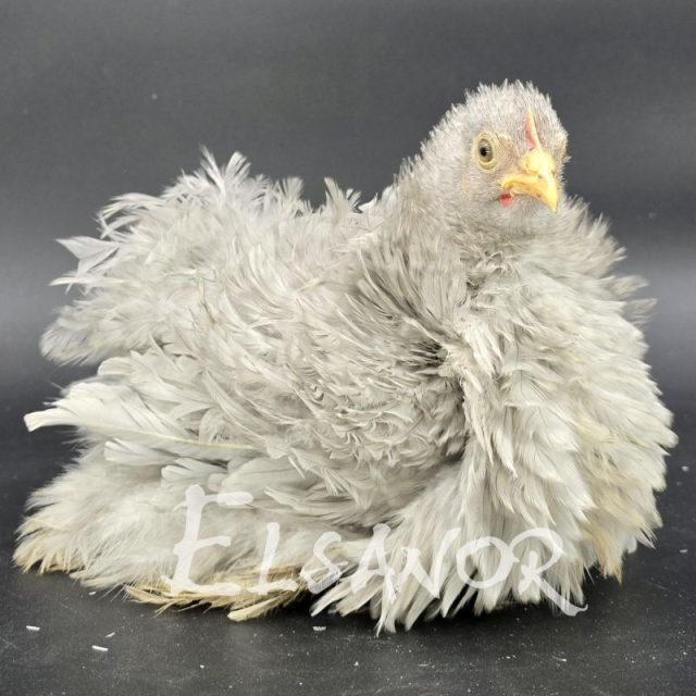 Pékin — coucou gris perle frisé — Elsanor