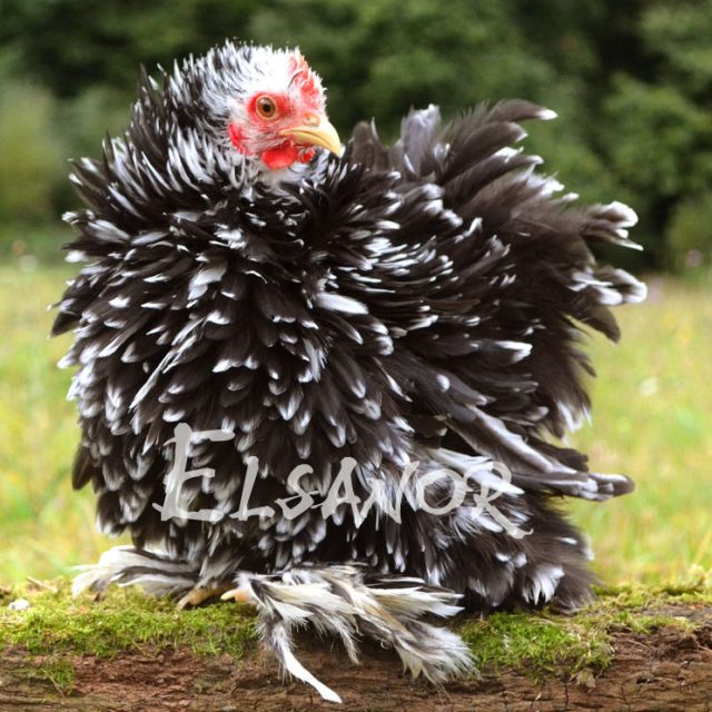 Pékin — noir caillouté blanc frisé — Elsanor
