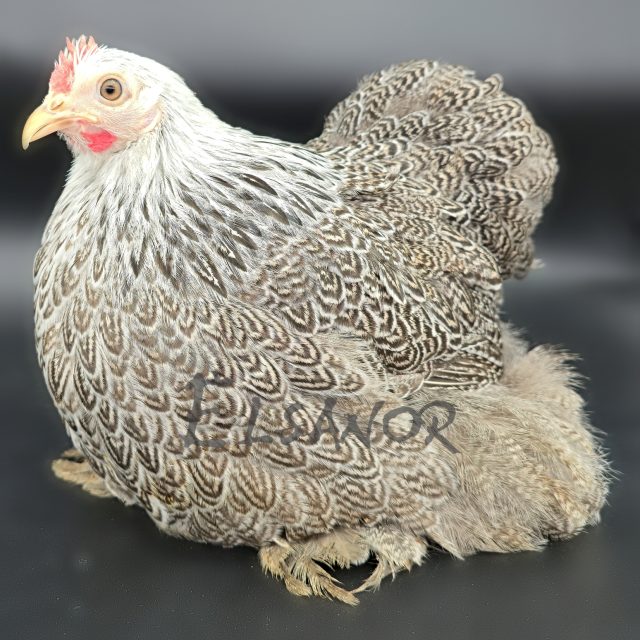 Pékin — perdrix argenté maillé — Elsanor
