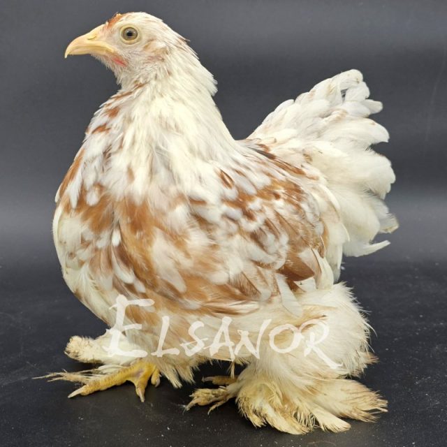 Pékin — porcelaine blanc rouge — Elsanor