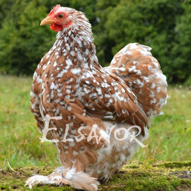 Pékin — porcelaine bleu rouge — Elsanor