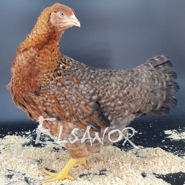 Poule de Bielefeld — saumon coucou doré — Elsanor
