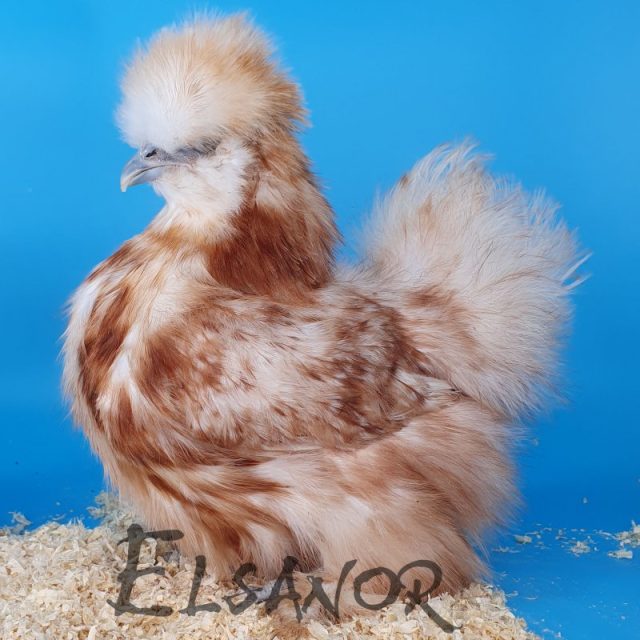 Poule soie barbue — blanc tacheté rouge — Elsanor