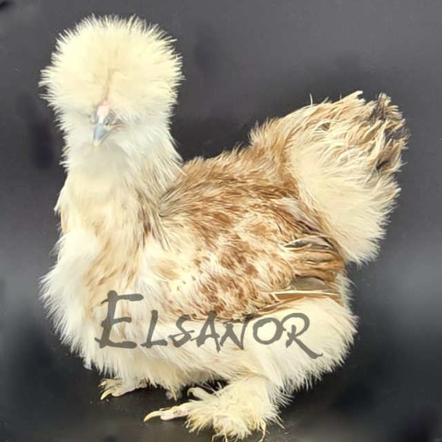 Poule soie barbue — froment — Elsanor