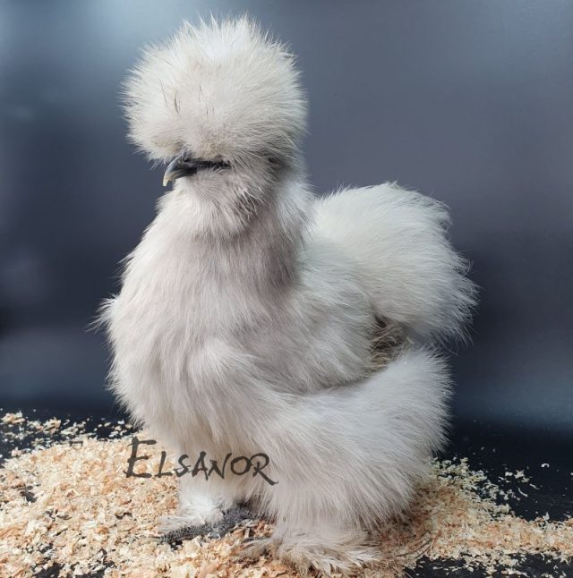 Poule soie barbue — gris perle — Elsanor