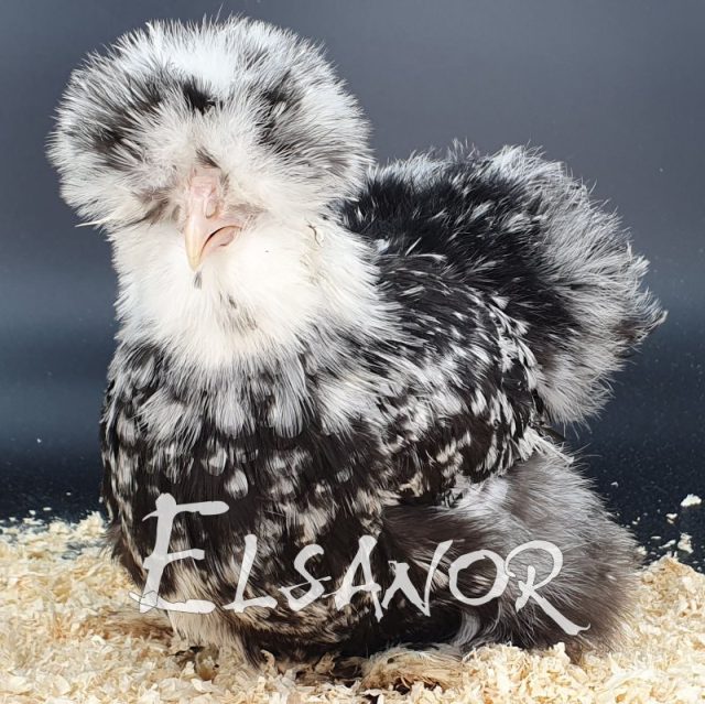 Poule soie barbue — noir caillouté blanc — Elsanor