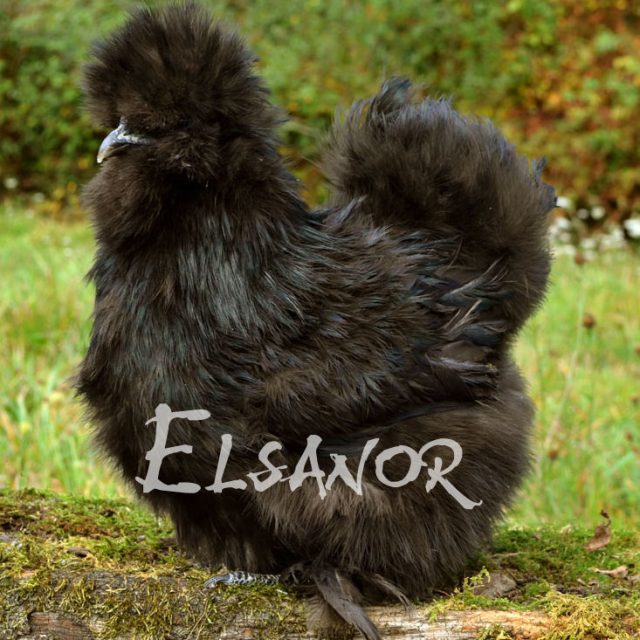 Poule soie barbue — noir — Elsanor