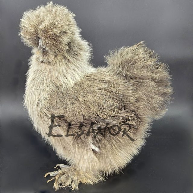 Poule soie barbue — perdrix argenté — Elsanor
