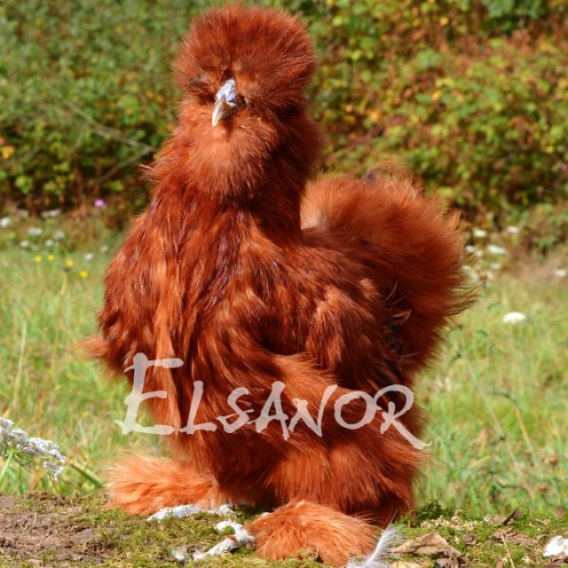 Poule soie barbue — rouge — Elsanor