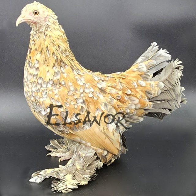 Sabelpoot — porcelaine bleu citronné — Elsanor