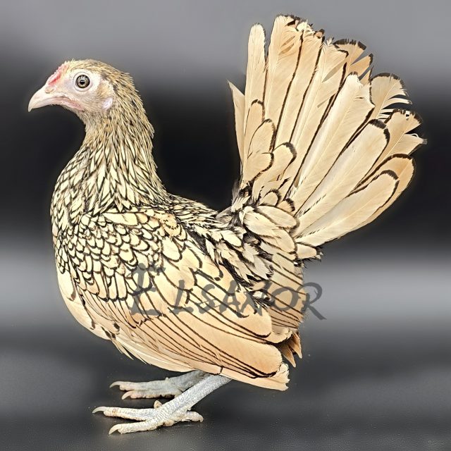 Sebright — citronné liseré noir — Elsanor