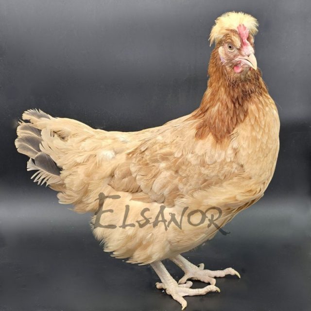 Sulmtaler — froment — Elsanor