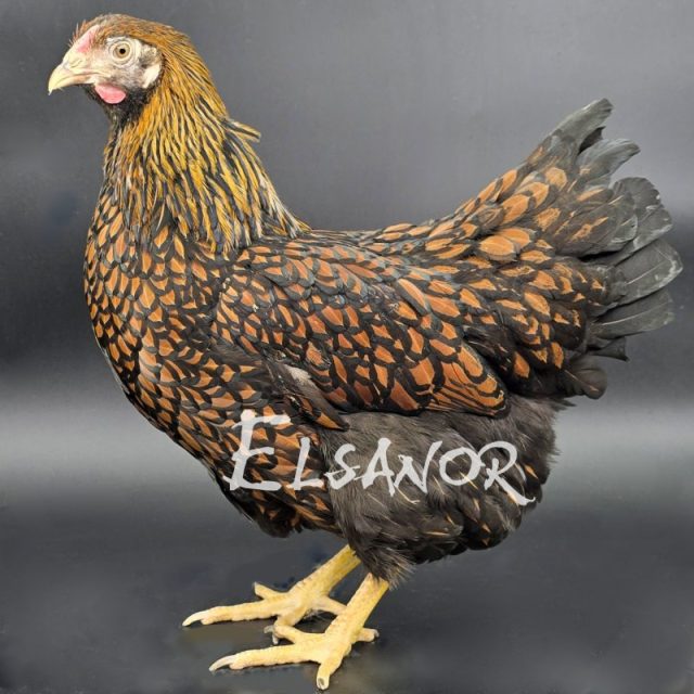 Wyandotte GR — doré liseré noir — Elsanor