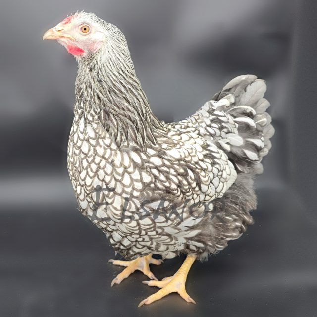 Wyandotte GR — argenté liseré bleu — Elsanor