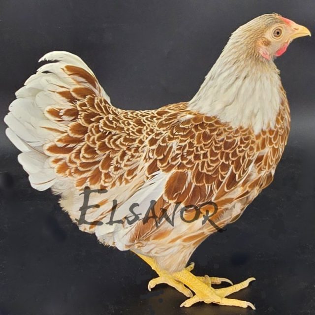 Wyandotte nain — doré liseré blanc — Elsanor