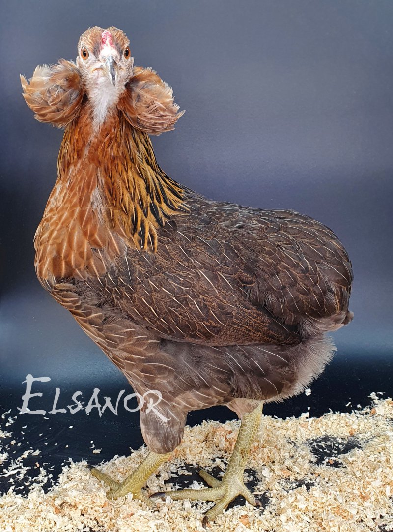 poule pondeuse de race Araucana — Elsanor