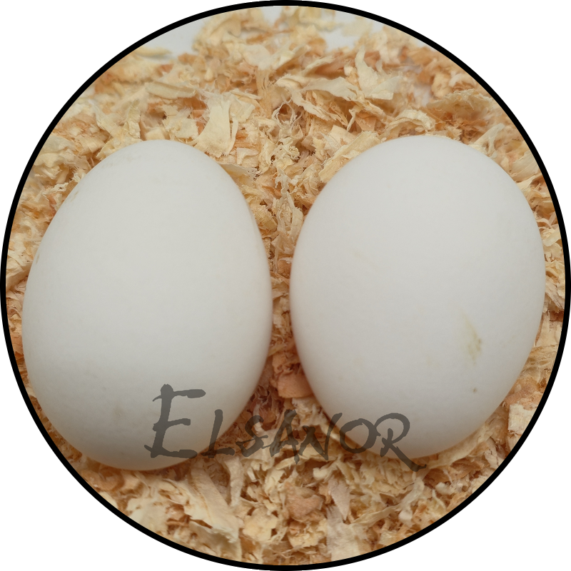 Œuf de poule Appenzelloise huppée — Elsanor