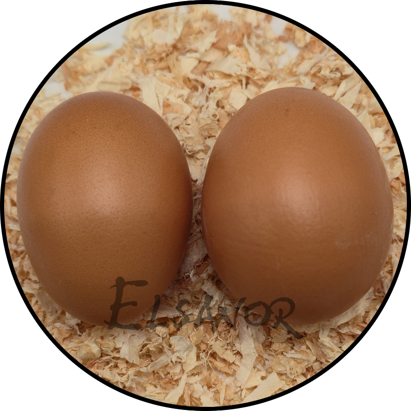 Œuf de poule Barnevelder — Elsanor